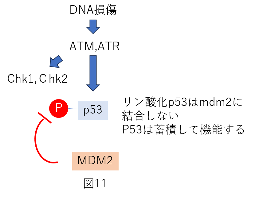 DNAの損傷とP53の活性化