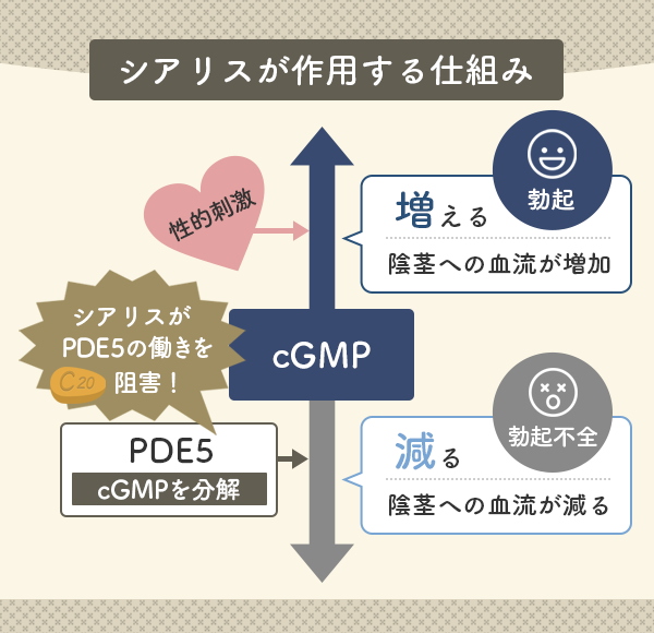 シアリスが作用する仕組み