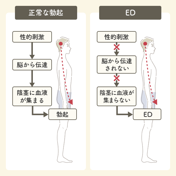 正常な勃起とEDのメカニズム