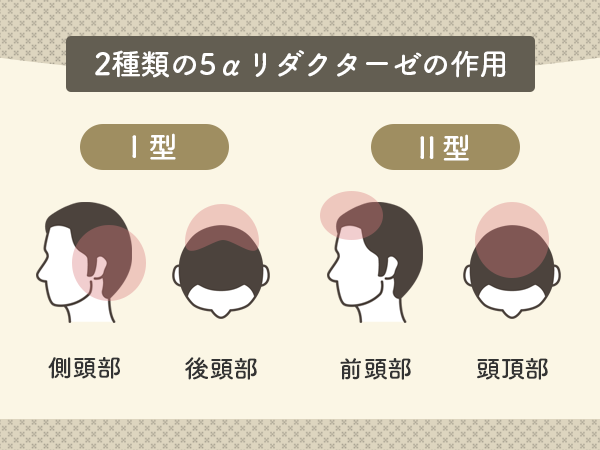 二種類の5αリダクターゼの作用