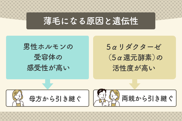 薄毛になる原因と遺伝性