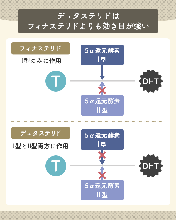 デュタステリドはフィナステリドよりも強力な阻害作用を持っている