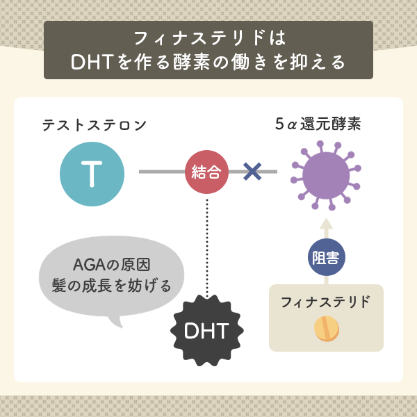 男性ホルモンと5α還元酵素が結合してDHTに変換するのをフィナステリドが阻害する