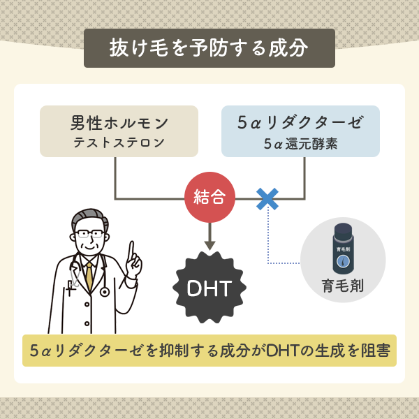 テストステロンと還元酵素が結合して髪の成長を妨げるホルモンDHTになる