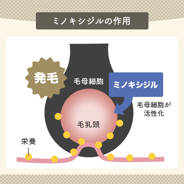 ミノキシジルの作用を図解