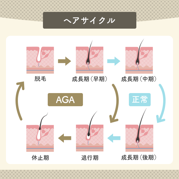 ヘアサイクルを図解